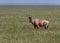 Topi Damaliscus korrigum standing in the grasslands