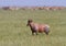 Topi Damaliscus korrigum standing in the grasslands