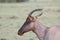 Topi face closeup in the african savannah.