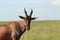 Topi face closeup in the african savannah.