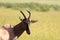 Topi face closeup in the african savannah.