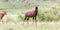 Topi Gazelle in the Kenyan savanna amidst a grassy landscape