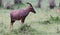 Topi Gazelle in the Kenyan savanna amidst a grassy landscape