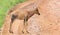 Topi Gazelle in the Kenyan savanna amidst a grassy landscape