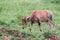 Topi Gazelle in the Kenyan savanna amidst a grassy landscape