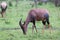 Topi Gazelle in the Kenyan savanna amidst a grassy landscape