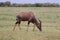 Topi grazing in the african savannah.