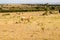 Topi grazing in the savannah of Masai Mara Park