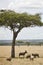 Topi group shading under a tree