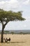 Topi group shading under a tree