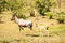 Topi and his baby grazing in the savannah