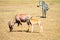 Topi and his baby grazing in the savannah of Masai Mara Park in