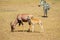 Topi and his baby grazing in the savannah of Masai Mara Park in