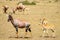 Topi and his baby grazing in the savannah of Masai Mara Park in