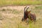 Topi, Maasai Mara Game Reserve, Kenya