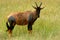 Topi, Maasai Mara Game Reserve, Kenya