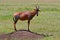 Topi, Maasai Mara Game Reserve, Kenya