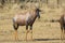 TOPI male standing in the Kenyan the savanna on a sunny