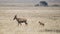 Topi mother walking in grass with calf behind her