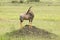 Topi on mound in grasslands of Masai Mara in Kenya, Africa