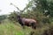 Topi, Queen Elizabeth National Park, Uganda