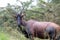 Topi, Queen Elizabeth National Park, Uganda