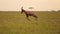 Topi Running Away, Jumping and Leaping, African Safari Wildlife Animal in Savanna Landscape, Happy P