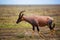 Topi on savanna in Serengeti, Africa