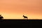 Topi silhouette during sunset in the african savannah.