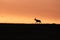 Topi silhouette during sunset in the african savannah.