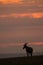 Topi in silhouette at sunset on horizon