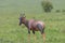 Topi standing in the African Savannah