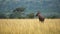 Topi standing alone in wide open plains of africa 146 wilderness, African Wildlife in Maasai Mara