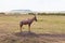 Topi standing on an earth mound in the savannah