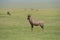 Topi standing in a lush green grass at Masai Mara, Kenya,