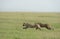 Topi standing in a lush green grass at Masai Mara, Kenya