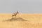 Topi standing on mound in Mara Triangle