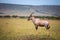 Topi standing on a mound in the Masai Mara