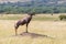 Topi standing on a mound in the Masai Mara. Side view