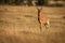 Topi stands in long grass facing camera