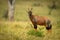 Topi stands in long grass watching camera