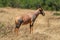 Topi stands on mound in long grass