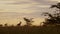 Topi at sunset in African Wildlife in Maasai Mara National Reserve surrounded by tall grass and wild