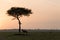 Topi and tree silhouetted at sunset