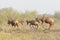 Topi, Tsessebe antelope males fighting