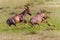 Topi or tsessebe males fighting