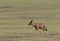 Topi walking at Masai Mara Game Reserve,Kenya,