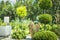 Topiary Art of Clipping Shrubs