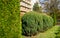 Topiary art of juniper on the autumn city street. Formed evergreens in resort area of Goryachiy Klyuch. Krasnodar region