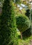 Topiary art on the streets of the autumn city. Formed evergreens. Shorn thuja and yew.